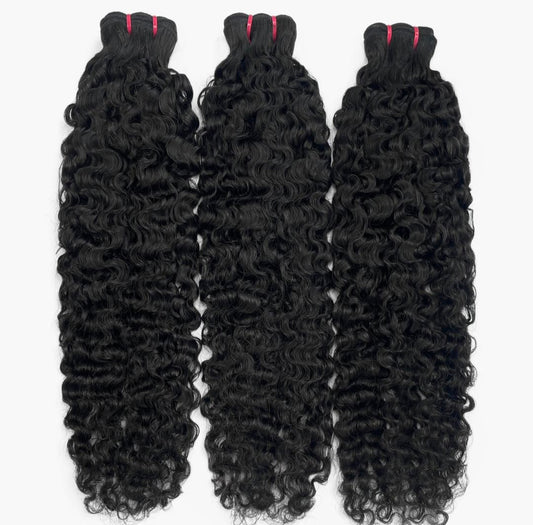 Tropic-Burmese Curly